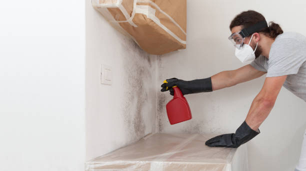 Professional Black Mold Removal technician working in Mantua, NJ