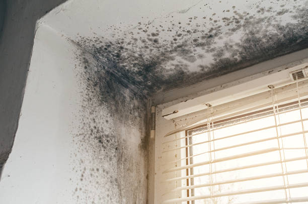 Affordable Mold Cleanup solutions in Mantua, NJ